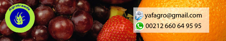 Fruits Wholesale Supplier Exporter