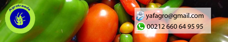 Vegetables Wholesale Supplier Exporter