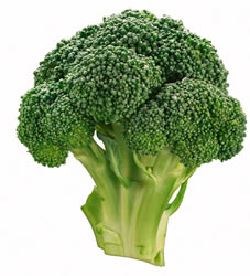 exoprt Broccoli