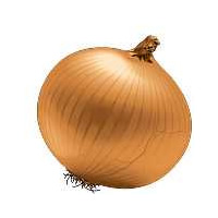 export Oignons  Onions