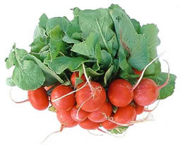 exoprt Radish