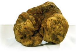 export Truffle