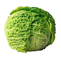 exoprt Cabbage
