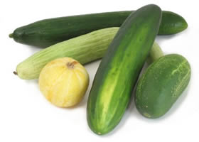 export  Cucumbers