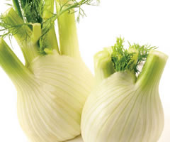 export  Cucumbers
