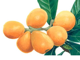 export  Medlar