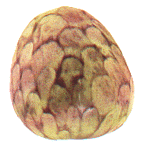 export Anone