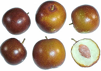 export jujube 