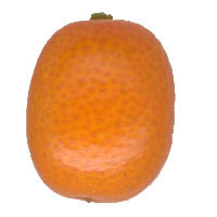 export  kumquat